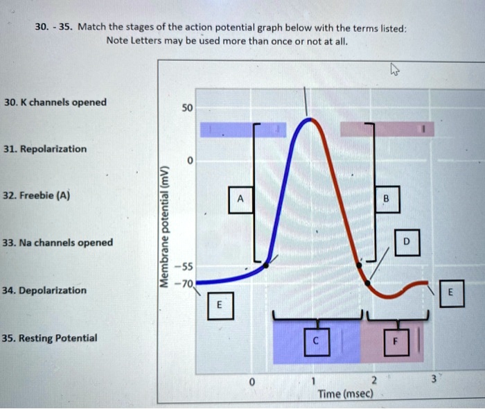 30. - 35. Match the stages of the action potential graph below with the ...