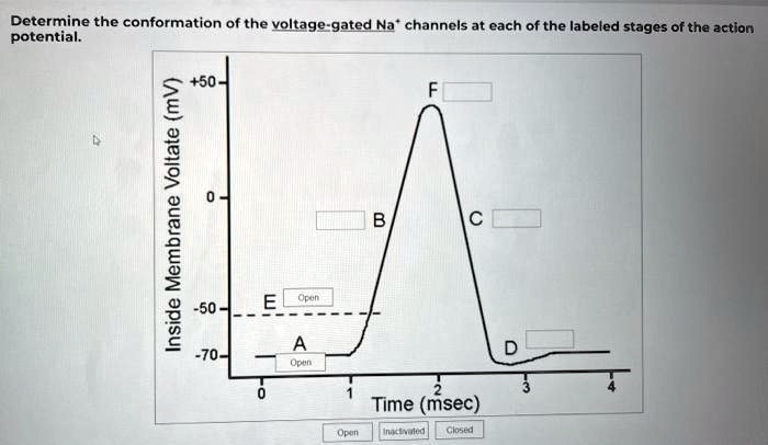 determine the conformation of the voltage gated na channels at each of ...