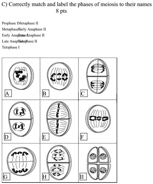 SOLVED:C) Correctly match and label the phases of meiosis tO their ...