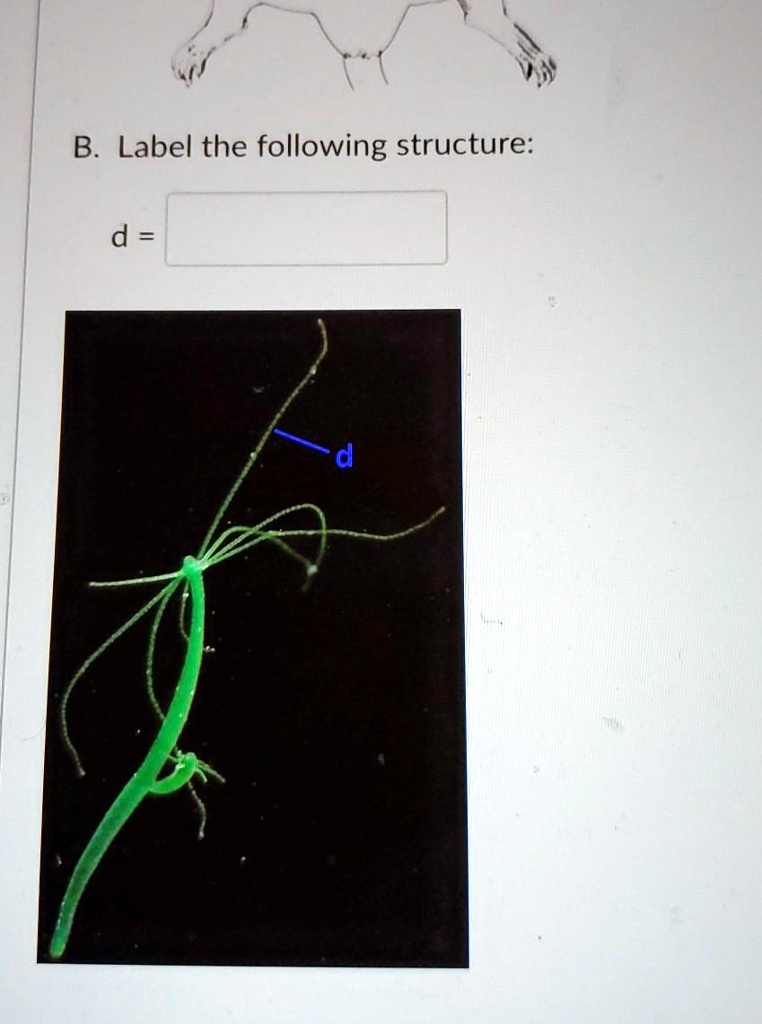 SOLVED: B Label The Following Structure: