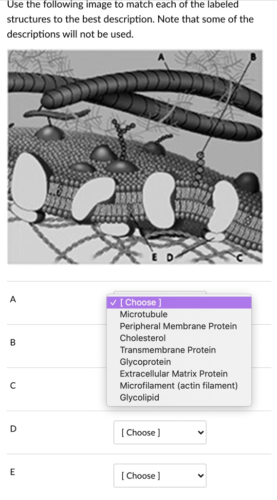 SOLVEDUse the following image to match each of the labeled structures