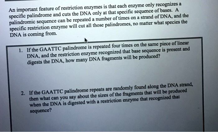 An important feature of restriction enzymes is that each enzyme only recognizes a
specific palindrome and cuts the DNA only at that specific sequence of bases. A
palindromic sequence can be repeated a number of times on a strand of DNA, and the
specific restriction enzyme will cut all those palindromes, no matter what species the
DNA is coming from.
1. If the GAATTC palindrome is repeated four times on the same piece of linear
DNA, and the restriction enzyme recognized that base sequence is present and
digests the DNA, how many DNA fragments will be produced?
2. If the GAATTC palindrome repeats are randomly found along the DNA strand,
then what can you say about the sizes of the fragments that will be produced
when the DNA is digested with a restriction enzyme that recognized that
sequence?