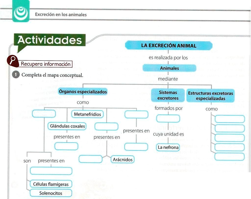 SOLVED: Alguien me hace el favor y me ayuda! Excreción en los animales ...