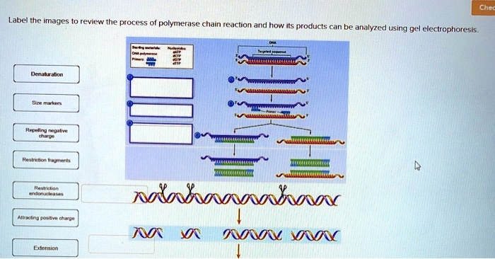 Label the images to review the process of polymerase chain reaction and how its products can be analyzed using gel electrophoresis.
Denaturation
Size markers
Repelling negative charge
Restriction fragments
Restriction endonucleases
Attracting positive charge
Extension
Starting materials:
DNA polymerase
Primers:
Nucleotides:
dATP
dCTP
dGTP
dTTP
DNA
Targeted sequence
Primer