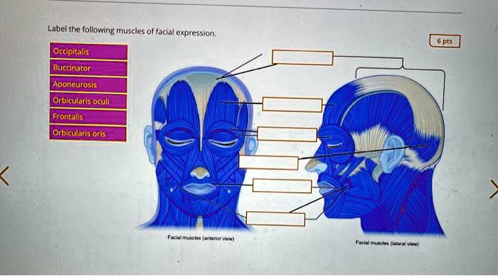 SOLVED Label the following muscles of facial expression