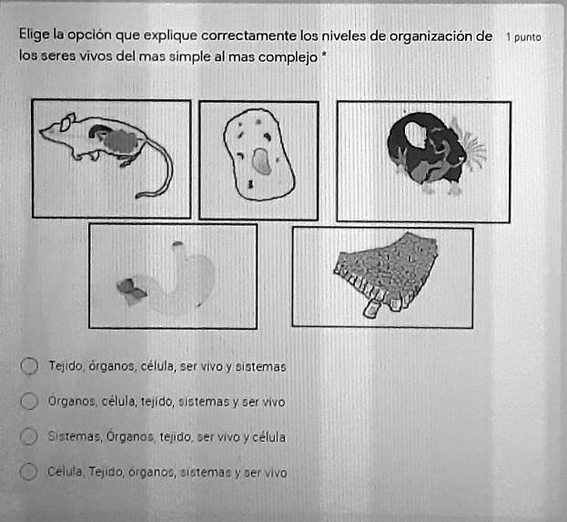 Solved Elige La Opci N Que Explique Correctamente Los Niveles De