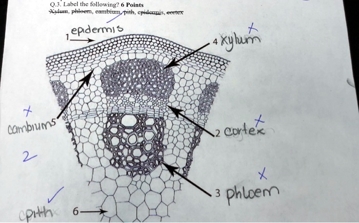 SOLVED: Label the following: Points Xylem, phloem cambium pith ...