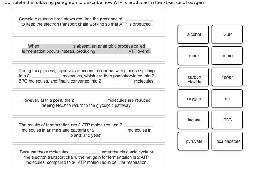 Complete the following paragraph to describe how ATP is produced in the absence of oxygen.
Complete glucose breakdown requires the presence of  to keep the electron transport chain working so that ATP is produced.
When  is absent, an anaerobic process called fermentation occurs instead, producing  ATP overall.
During this process, glycolysis proceeds as normal with glucose splitting into 2  molecules, which are then phosphorylated into 2 BPG molecules, and finally converted into 2  molecules.
However, at this point, the 2  molecules are reduced, freeing NAD+ to return to the glycolytic pathway.
The results of fermentation are 2 ATP molecules and 2  molecules in animals and bacteria or 2  molecules in plants and yeast.
Because these molecules  enter the citric acid cycle or the electron transport chain, the net gain for fermentation is 2 ATP molecules, compared to 36 ATP molecules in cellular respiration.
alcohol
G3P
more
do not
carbon dioxide
fewer
oxygen
do
lactate
P3G
pyruvate
oxaloacetate
