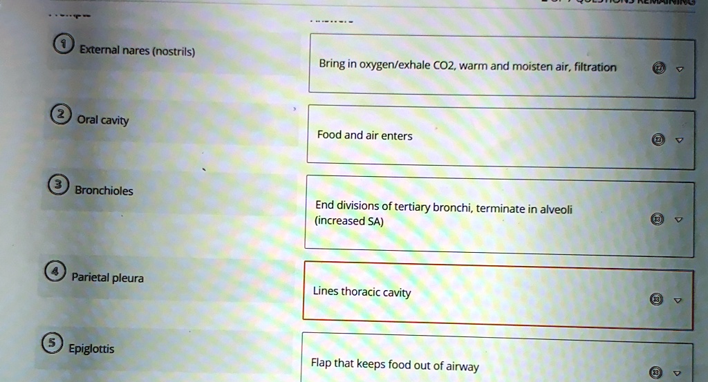 ? External nares (nostrils)
Bring in oxygen/exhale CO2, warm and moisten air, filtration
? Oral cavity
Food and air enters
? Bronchioles
End divisions of tertiary bronchi, terminate in alveoli
(increased SA)
? Parietal pleura
Lines thoracic cavity
? Epiglottis
Flap that keeps food out of airway