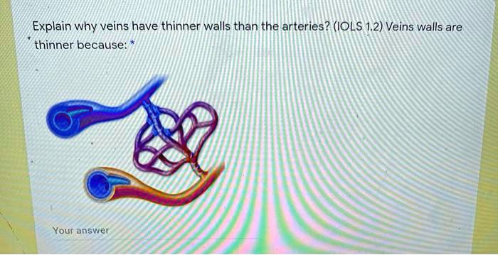 Explain why veins have thinner walls than the arteries? (IOLS 1.2) Veins walls are thinner because: