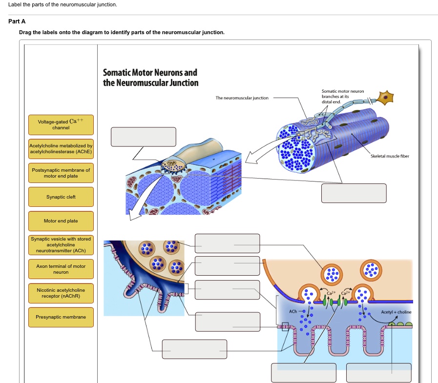 SOLVED: Text: Label the parts of the neuromuscular junction. Part A