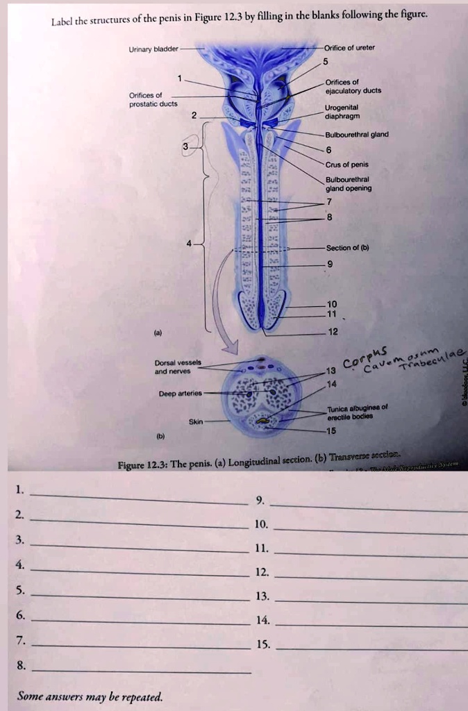 SOLVED The structures of the penis in Figure 12.3 by Gilling in the