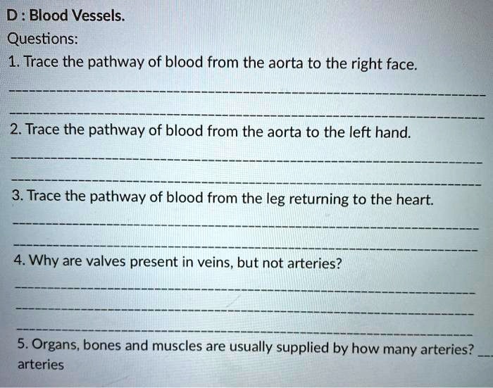 SOLVED Blood Vessels. Questions 1. Trace the pathway of blood from
