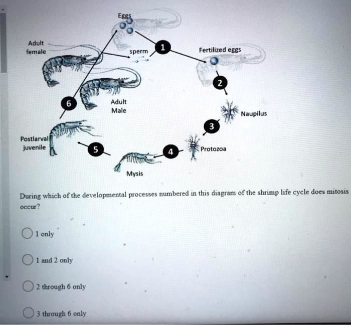 Eggs
Adult female
Sperm
1
Fertilized eggs
2
Nauplius
Adult Male
3
6
Protozoa
4
Postlarval juvenile
5
Mysis
During which of the developmental processes numbered in this diagram of the shrimp life cycle does mitosis occur?
1 only
1 and 2 only
2 through 6 only
3 through 6 only