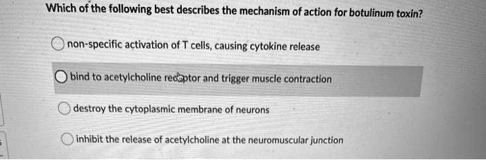 Which of the following best describes the mechanism of action for botulinum toxin?
non-specific activation of T cells, causing cytokine release
bind to acetylcholine receptor and trigger muscle contraction
destroy the cytoplasmic membrane of neurons
inhibit the release of acetylcholine at the neuromuscular junction