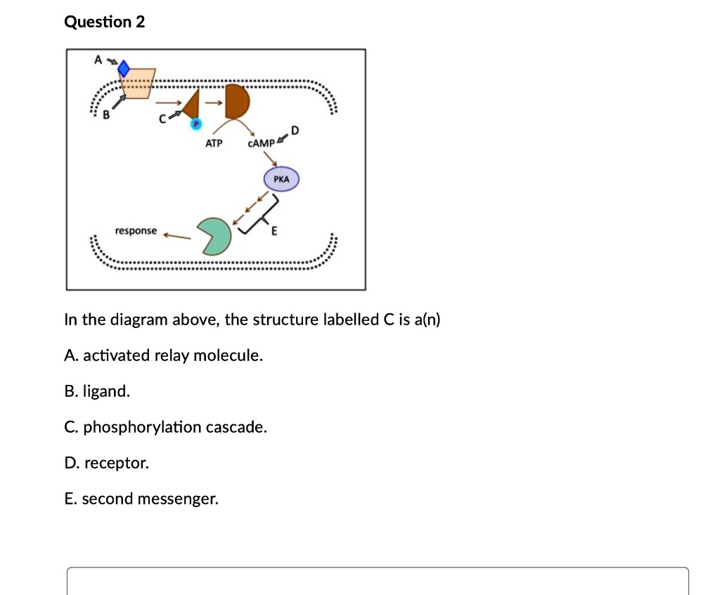 SOLVEDQuestion 2 ATP 0 cAMP = response In the diagram above, the