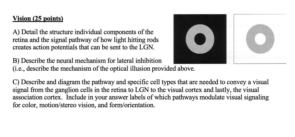 Vision (25 points)

A) Detail the structure individual components of the retina and the signal pathway of how light hitting rods creates action potentials that can be sent to the LGN.

B) Describe the neural mechanism for lateral inhibition (i.e., describe the mechanism of the optical illusion provided above).

C) Describe and diagram the pathway and specific cell types that are needed to convey a visual signal from the ganglion cells in the retina to LGN to the visual cortex and lastly, the visual association cortex. Include in your answer labels of which pathways modulate visual signaling for color, motion/stereo vision, and form/orientation.