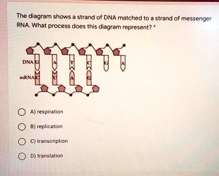 Rna Strand Database The diagram shows a strand of DNA matched to a strand of messenger RNA ...