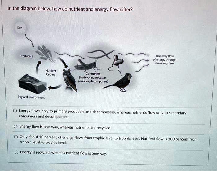 energy flow in ecosystem is one way