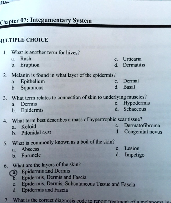 SOLVED Chapter 0Z Integumentary System MULTIPLE CHOICE What is