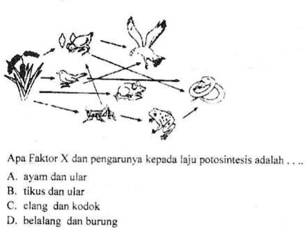 SOLVED: Apa Faktor X dan pengarunya kepada laju potosintesis adalah ...