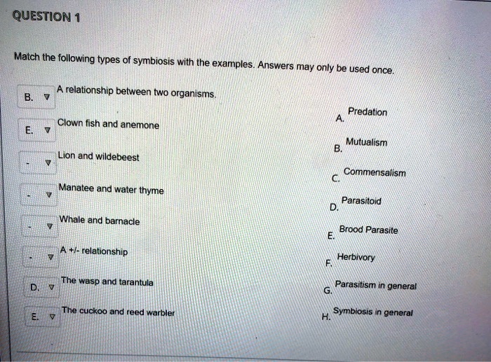 QUESTION 1 Match the following types of symbiosis with the examples. Answers may only be used once. A relationship between two organisms. A. Predation Clown fish and anemone B. Mutualism Lion and wildebeest C. Commensalism Manatee and water thyme D. Parasitoid Whale and barnacle E. Brood Parasite A +/- relationship F. Herbivory The wasp and tarantula G. Parasitism in general The cuckoo and reed warbler H. Symbiosis in general