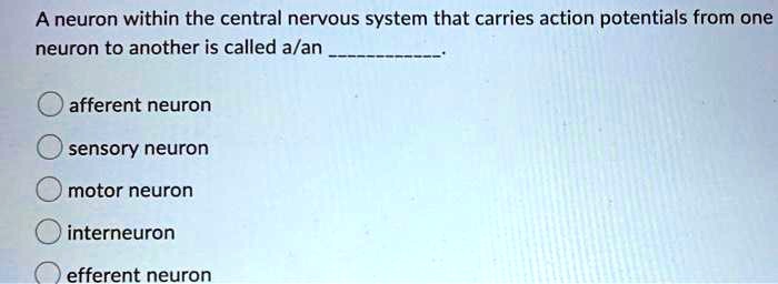 SOLVED: A neuron within the central nervous system that carries action ...