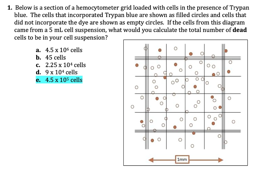 SOLVED Below Is A Section Of A Hemocytometer Grid Loaded With Cells In The Presence Of Trypan