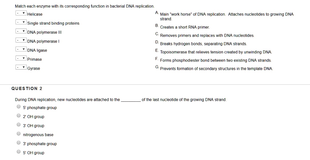 Match each enzyme with its corresponding function in bacterial DNA replication.
Helicase
Single strand binding proteins
DNA polymerase III
DNA polymerase I
DNA ligase
Primase
Gyrase

A. Main "work horse" of DNA replication. Attaches nucleotides to growing DNA strand.
B. Creates a short RNA primer.
C. Removes primers and replaces with DNA nucleotides.
D. Breaks hydrogen bonds, separating DNA strands.
E. Topoisomerase that relieves tension created by unwinding DNA.
F. Forms phosphodiester bond between two existing DNA strands.
G. Prevents formation of secondary structures in the template DNA.

QUESTION 2
During DNA replication, new nucleotides are attached to the  of the last nucleotide of the growing DNA strand.
5' phosphate group
2' OH group
3' OH group
nitrogenous base
3' phosphate group
5' OH group
