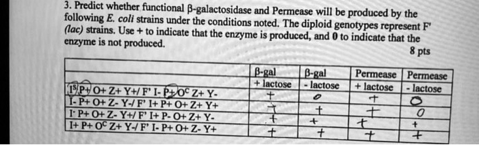 3. Predict whether functional ?-galactosidase and Permease will be produced by the following E. coli strains under the conditions noted. The diploid genotypes represent F' (lac) strains. Use + to indicate that the enzyme is produced, and 0 to indicate that the enzyme is not produced. 8 pts

| | ?-gal + lactose | ?-gal - lactose | Permease + lactose | Permease - lactose |
| :— | :—: | :—: | :—: | :—: |
| I? P+ O+ Z+ Y+ / F' I- P+ O? Z+ Y- | + | 0 | + | 0 |
| I- P+ O+ Z- Y- / F' I+ P+ O+ Z+ Y+ | + | 0 | + | 0 |
| I- P+ O+ Z- Y+ / F' I+ P- O+ Z+ Y- | + | + | + | + |
| I+ P+ O? Z+ Y- / F' I- P+ O+ Z- Y+ | + | + | + | + |