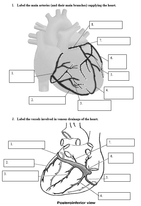 SOLVED: I. Label the main arteries (and their main branches) supplying ...