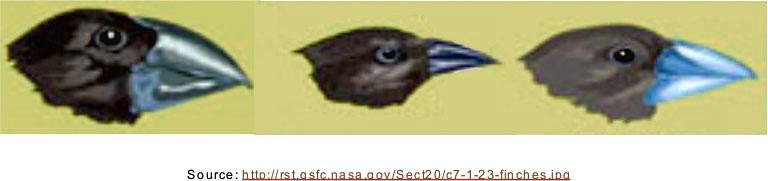 SOLVED: The diagram below shows three types of finches. Based on the ...
