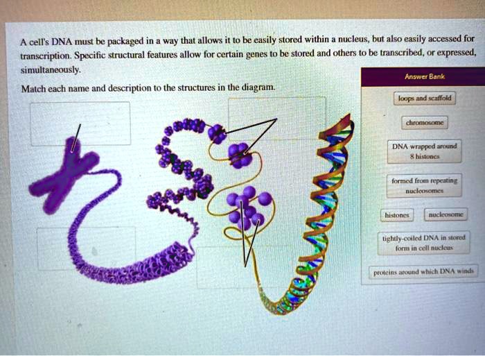 A cell's DNA must be packaged in a way that allows it to be easily stored within a nucleus, but also easily accessed for transcription. Specific structural features allow for certain genes to be stored and others to be transcribed, or expressed, simultaneously.
Match each name and description to the structures in the diagram.
Answer Bank
loops and scaffold
chromosome
DNA wrapped around 8 histones
formed from repeating nucleosomes
histones
nucleosome
tightly-coiled DNA in stored form in cell nucleus
proteins around which DNA winds