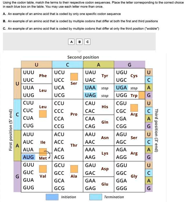 using the codon tablematch the terms to their respective codon ...