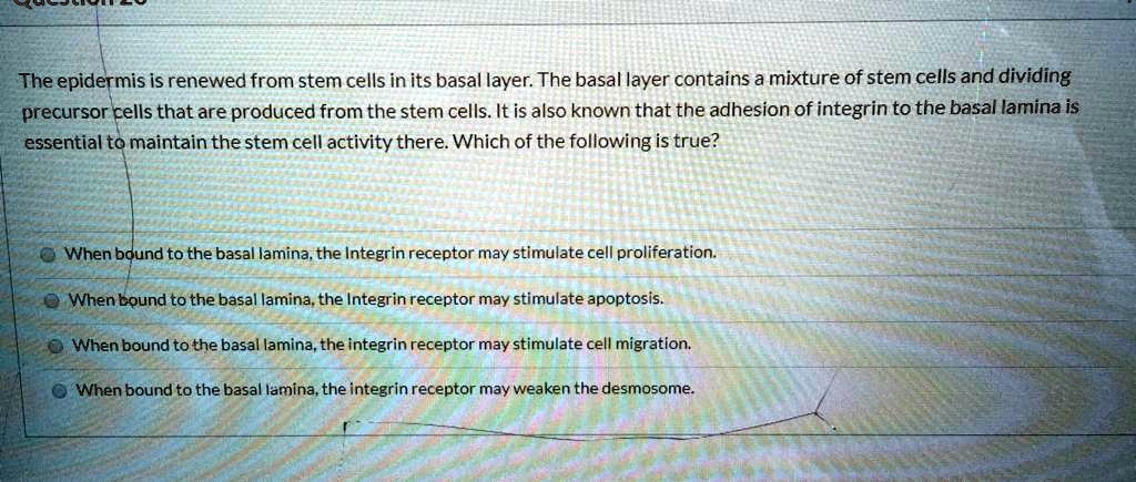 The epidermis is renewed from stem cells in its basal layer. The basal layer contains a mixture of stem cells and dividing precursor cells that are produced from the stem cells. It is also known that the adhesion of integrin to the basal lamina is essential to maintain the stem cell activity there. Which of the following is true?

When bound to the basal lamina, the integrin receptor may stimulate cell proliferation.
When bound to the basal lamina, the integrin receptor may stimulate apoptosis.
When bound to the basal lamina, the integrin receptor may stimulate cell migration.
When bound to the basal lamina, the integrin receptor may weaken the desmosome.