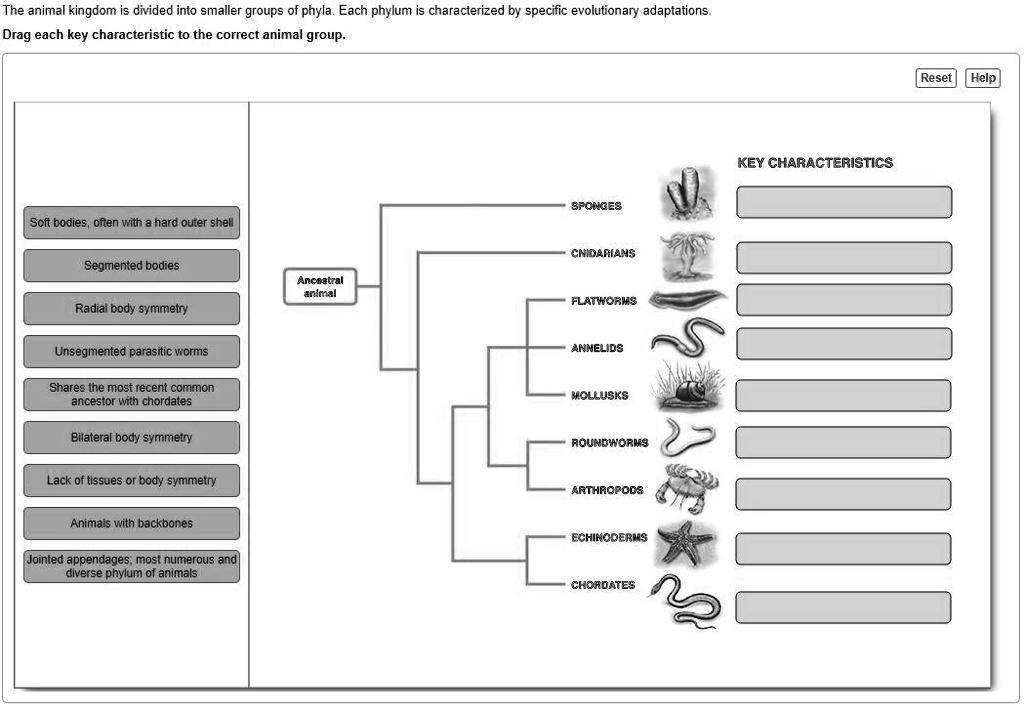 The animal kingdom is divided into smaller groups of phyla. Each phylum