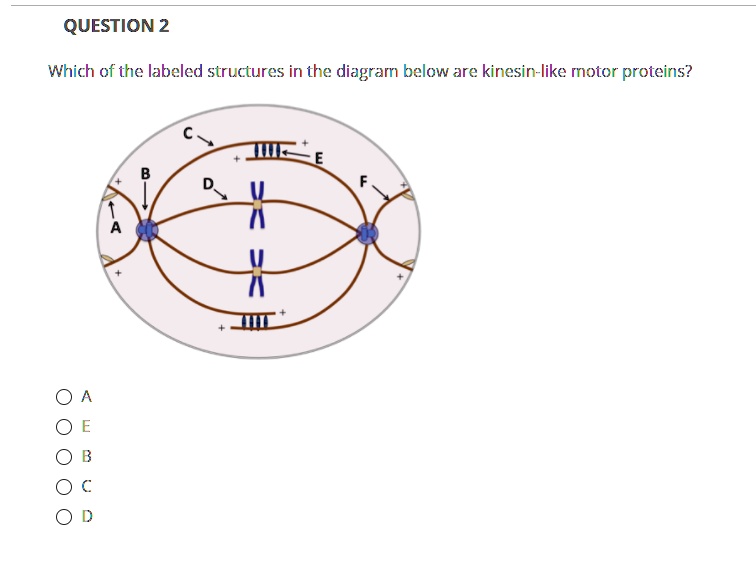 QUESTION 2

Which of the labeled structures in the diagram below are kinesin-like motor proteins?

A
E
B
C
D