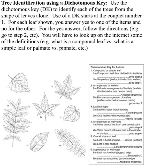 Tree Identifcation Usinga Dichetomous Keyi Use The Dichotomous Key Dk 
