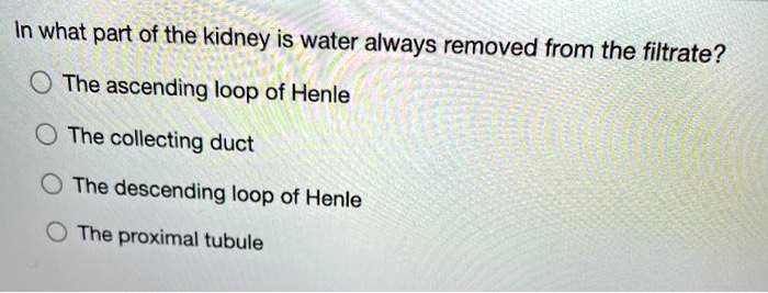 In what part of the kidney is water always removed from the filtrate?

The ascending loop of Henle

The collecting duct

The descending loop of Henle

The proximal tubule
