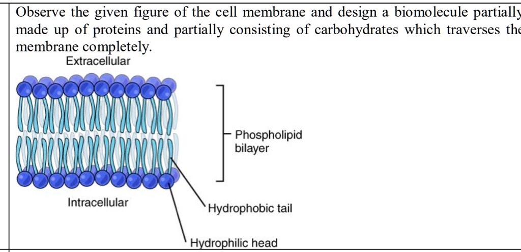 SOLVED: Text: Observe the given figure of the cell membrane and design ...