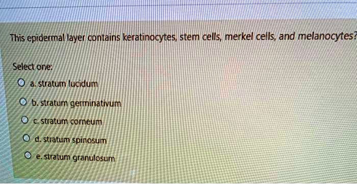 SOLVED: This epidermal layer contains keratinocytes, stem cells, Merkel ...