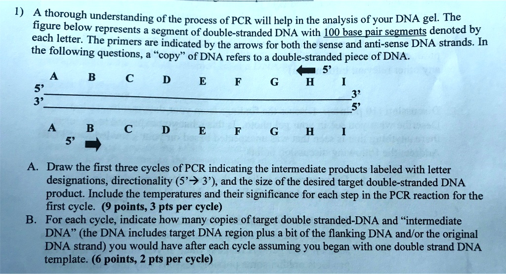 1) A thorough understanding of the process of PCR will help in the analysis of your DNA gel. The figure below represents a segment of double-stranded DNA with 100 base pair segments denoted by each letter. The primers are indicated by the arrows for both the sense and anti-sense DNA strands. In the following questions, a "copy" of DNA refers to a double-stranded piece of DNA.

        5'
A B C D E F G H I
5' ——————————— 3'
3' ——————————— 5'
A B C D E F G H I
        5'

A. Draw the first three cycles of PCR indicating the intermediate products labeled with letter designations, directionality (5' ? 3'), and the size of the desired target double-stranded DNA product. Include the temperatures and their significance for each step in the PCR reaction for the first cycle. (9 points, 3 pts per cycle)
B. For each cycle, indicate how many copies of target double stranded-DNA and "intermediate DNA" (the DNA includes target DNA region plus a bit of the flanking DNA and/or the original DNA strand) you would have after each cycle assuming you began with one double strand DNA template. (6 points, 2 pts per cycle)