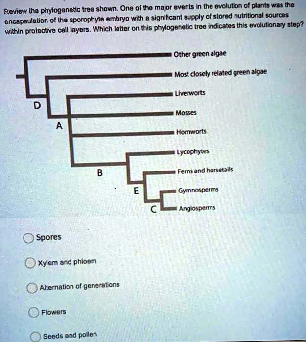 review lhe phylogenetic tree shown one of ihe major events in the ...