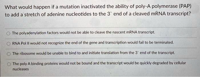 What would happen if a mutation inactivated the ability of poly-A polymerase (PAP) to add a stretch of adenine nucleotides to the 3' end of a cleaved mRNA transcript?
The polyadenylation factors would not be able to cleave the nascent mRNA transcript.
RNA Pol II would not recognize the end of the gene and transcription would fail to be terminated.
The ribosome would be unable to bind to and initiate translation from the 3' end of the transcript.
The poly A binding proteins would not be bound and the transcript would be quickly degraded by cellular nucleases
