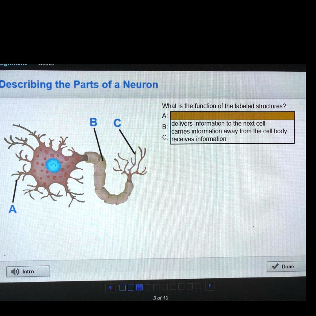 Describing the Parts of a Neuron What is the function of the labeled ...