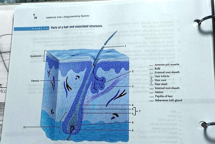 SOLVED: Texts: Parts of a Hair and Associated Structures 76 Excessive ...