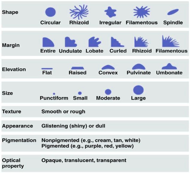 Shape
Circular
Rhizoid
Irregular
Filamentous
Spindle
Margin
Entire
Undulate
Lobate
Curled
Rhizoid
Filamentous
Elevation
Flat
Raised
Convex
Pulvinate
Umbonate
Size
Punctiform
Small
Moderate
Large
Texture
Smooth or rough
Appearance
Glistening (shiny) or dull
Pigmentation
Nonpigmented (e.g., cream, tan, white)
Pigmented (e.g., purple, red, yellow)
Optical property
Opaque, translucent, transparent