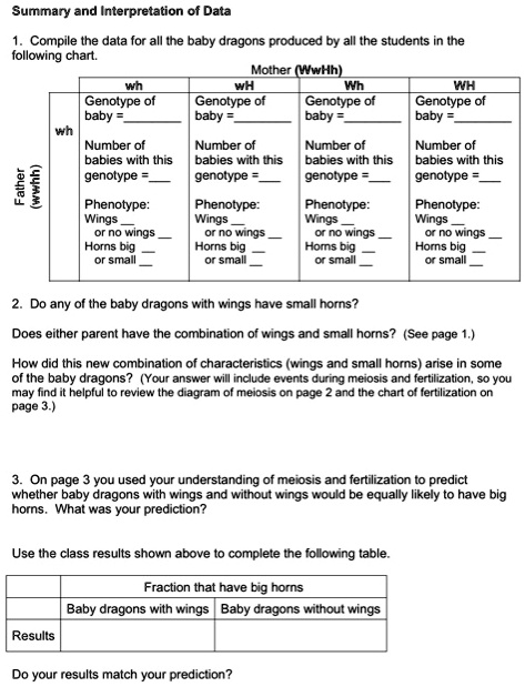 Summary and Interpretation of Data

1. Compile the data for all the baby dragons produced by all the students in the
following chart.

Mother (WwHh)
wh wH Wh WH
Father (wwhh) wh
Genotype of baby = 
Number of babies with this genotype = 
Phenotype: Wings  or no wings  Horns big  or small 

Genotype of baby = 
Number of babies with this genotype = 
Phenotype: Wings  or no wings  Horns big  or small 

Genotype of baby = 
Number of babies with this genotype = 
Phenotype: Wings  or no wings  Horns big  or small 

Genotype of baby = 
Number of babies with this genotype = 
Phenotype: Wings  or no wings  Horns big  or small 

2. Do any of the baby dragons with wings have small horns?

Does either parent have the combination of wings and small horns? (See page 1.)

How did this new combination of characteristics (wings and small horns) arise in some
of the baby dragons? (Your answer will include events during meiosis and fertilization, so you
may find it helpful to review the diagram of meiosis on page 2 and the chart of fertilization on
page 3.)

3. On page 3 you used your understanding of meiosis and fertilization to predict
whether baby dragons with wings and without wings would be equally likely to have big
horns. What was your prediction?

Use the class results shown above to complete the following table.

Fraction that have big horns
Baby dragons with wings Baby dragons without wings
Results

Do your results match your prediction?