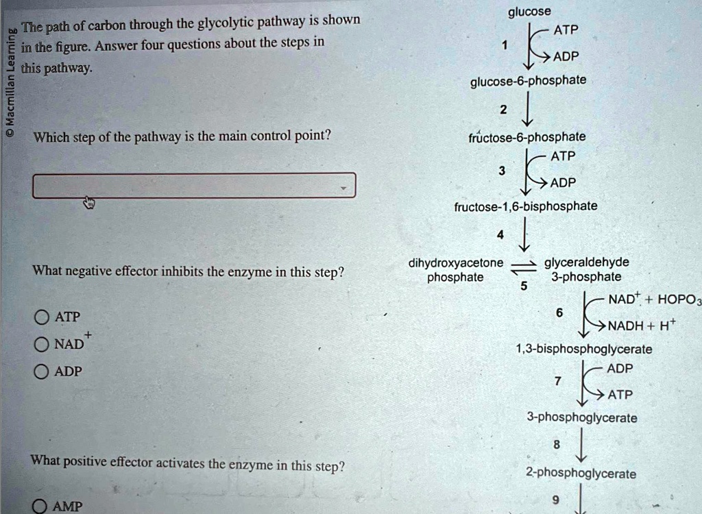 Solved The Path Of Carbon Through The Glycolytic Pathway Is Shown In