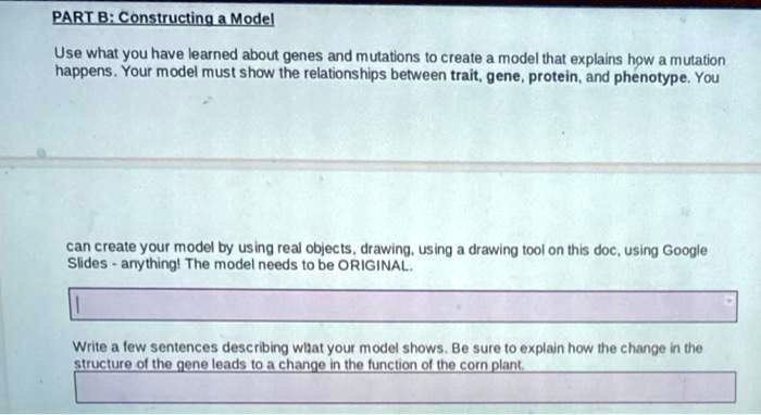 PART B: Constructing a Model
Use what you have learned about genes and mutations to create a model that explains how a mutation
happens. Your model must show the relationships between trait, gene, protein, and phenotype. You
can create your model by using real objects, drawing, using a drawing tool on this doc, using Google
Slides - anything! The model needs to be ORIGINAL.
Write a few sentences describing what your model shows. Be sure to explain how the change in the
structure of the gene leads to a change in the function of the corn plant.